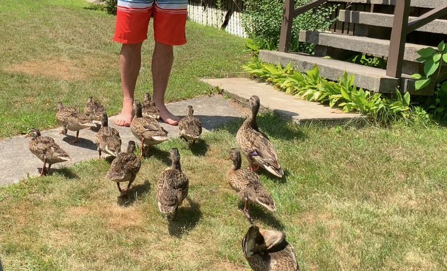 Someone’s been feeding the ducks